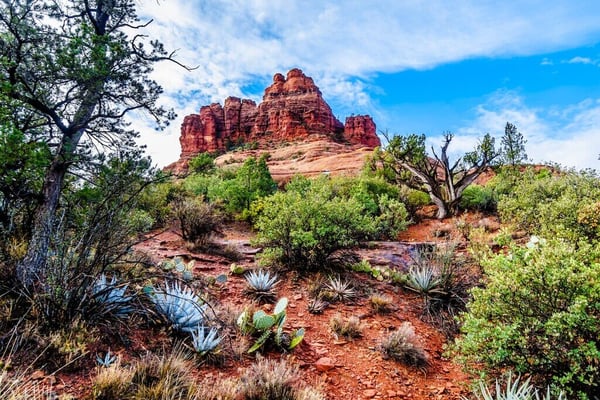 Coconino-National-Forest